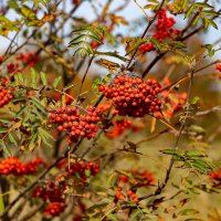 Рябина :: краснов юрий 