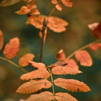 Ветка с букашкой) :: Александр Морозов