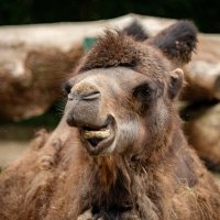 Пожуём и поедем... :: Николай Гирш