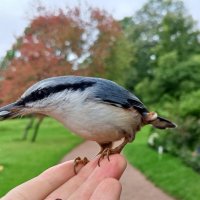 Поползень :: Сапсан 