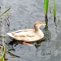 Утка :: Сапсан 