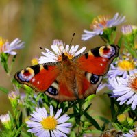 Из сегодняшней съёмки 5 :: Александр Прокудин Из сегодняшней съёмки 5 :: Александр Прокудин