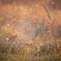 **** :: Елизавета .