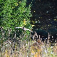 тетёрка упорхнула :: vg154 тетёрка упорхнула :: vg154