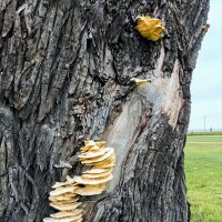 На другой стороне пня) :: Veera V