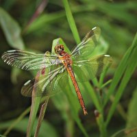 про стрекозу... и хрустальные крылья... :: Ирина С