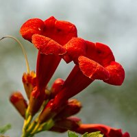 Кампсис :: Светлана Ищенко