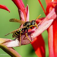 Европейская бумажная оса :: Светлана Ищенко