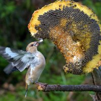 Хлебосольный сентябрь :: Михаил Белоусов