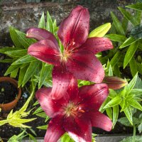 Наши лилии :: Валентин Семчишин