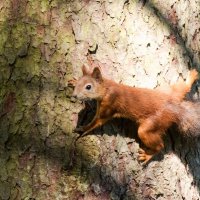 Белочка. :: Виктор Евстратов Белочка. :: Виктор Евстратов