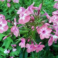 Цветы. :: Владимир Драгунский Цветы. :: Владимир Драгунский