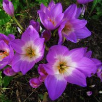 Осенние красавцы :: Людмила Смородинская