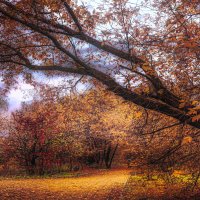 Осень в парке. :: Владимир Владимир