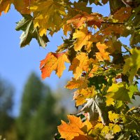 *** :: Владислав Левашов