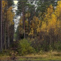 *** :: Aleksandr Gal