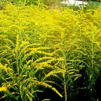 Осеннее :: Елена Семигина