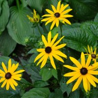 Рудбекия :: Рита Симонова