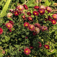 Цветы сентября. :: Петр Беляков