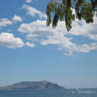 Природа Крыма :: Amazing Cosmea