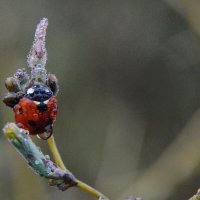 Утренние ванны... :: Надежда Куркина 