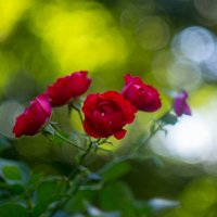 ___ :: Yuriy V ___ :: Yuriy V