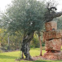 Древняя олива :: Аркадий Басович