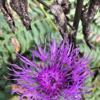 Цветы осенние :: Pippa 