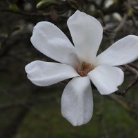 Магнолия :: Регина Магнолия :: Регина