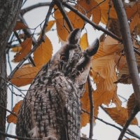 Прекрасные совушки. :: Анатолий Щербак