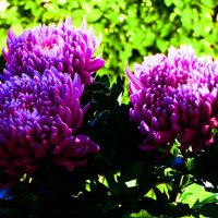 ХРИЗАНТЕМЫ (1) :: Елена Куприянова 