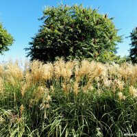 В ростовском экопарке Первая миля :: Нина Бутко В ростовском экопарке Первая миля :: Нина Бутко