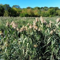 В ростовском экопарке Первая миля :: Нина Бутко