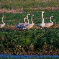 Неожиданная встреча. :: Sergey (Apg) Неожиданная встреча. :: Sergey (Apg)