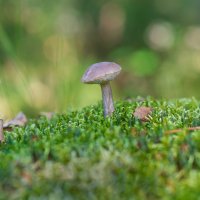 Подберезовик :: Владимир Кириченко  wlad113