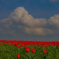 «Алая весна» :: Алтынбек Картабай 