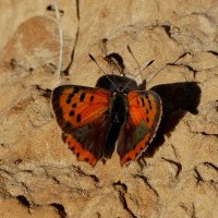 Из сегодняшней съёмки 8 :: Александр Прокудин Из сегодняшней съёмки 8 :: Александр Прокудин