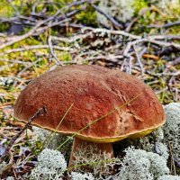 Вытегра. Лес. Грибы. Ягоды. :: Михаил Свиденцов