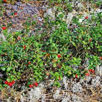 Вытегра. Лес. Грибы. Ягоды. :: Михаил Свиденцов