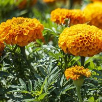 Бархатцы :: Светлана Ищенко