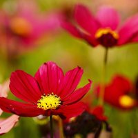 Космея :: Татьяна Тюменка