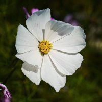 Космея :: Татьяна Тюменка