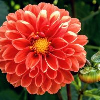 Рождена из солнечного света! :: Елена Хайдукова ( Elena Fly ) Рождена из солнечного света! :: Елена Хайдукова ( Elena Fly )