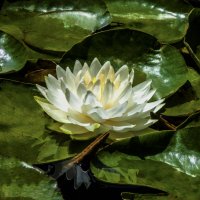 Белоснежная лилия :: Валентин Семчишин Белоснежная лилия :: Валентин Семчишин