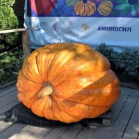 Тыква встречает посетителей на улице. :: Татьяна Помогалова