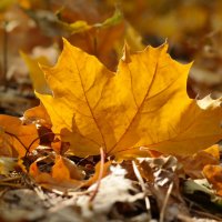 Листья жёлтые нам под ноги ложатся... :: Андрей Заломленков