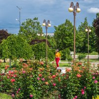 Розы в городском парке :: Игорь Сикорский