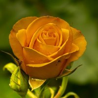 Желтая роза :: Игорь Сикорский