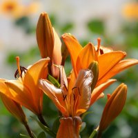 Лилии :: Игорь Сикорский