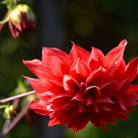 Осенние георгины :: Татьяна Лютаева